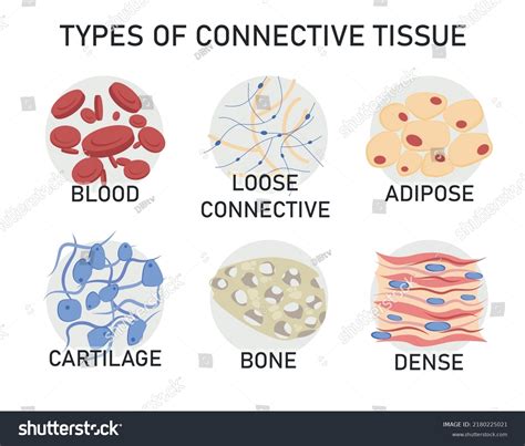 diagram of connective tissue 