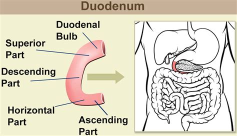 diagram of duodenum 