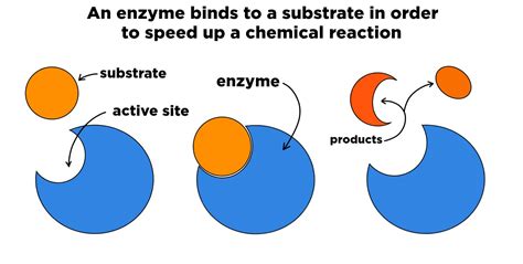 diagram of enzyme reaction 