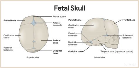 diagram of fetal head 