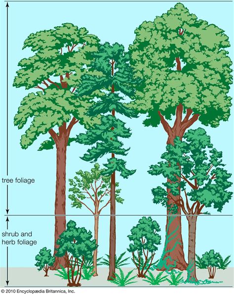 diagram of forest 