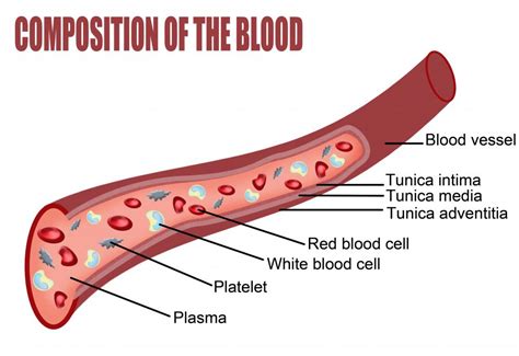 diagram of inside blood 