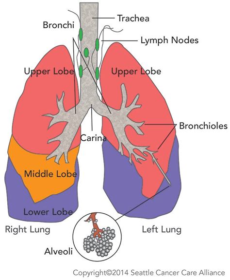 diagram of lung sections 