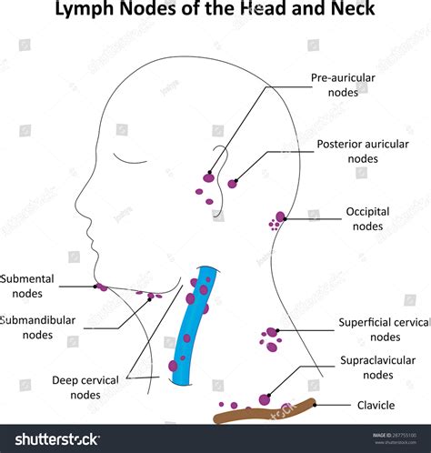 diagram of lymph nodes head 