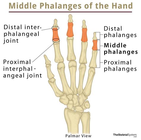 diagram of middle body 