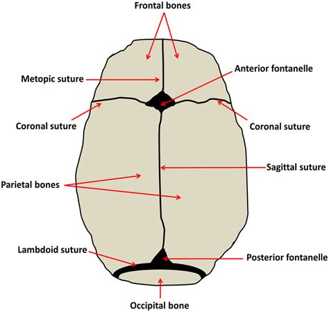 diagram of newborn head 