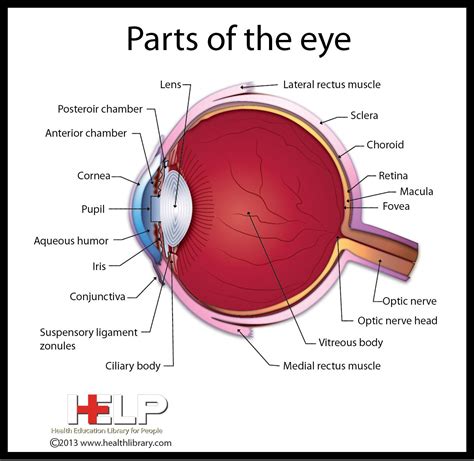 diagram of parts of the eye 