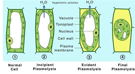 diagram of plasmolysis 
