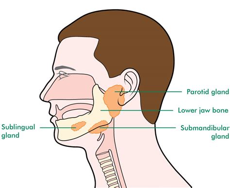 diagram of saliva 