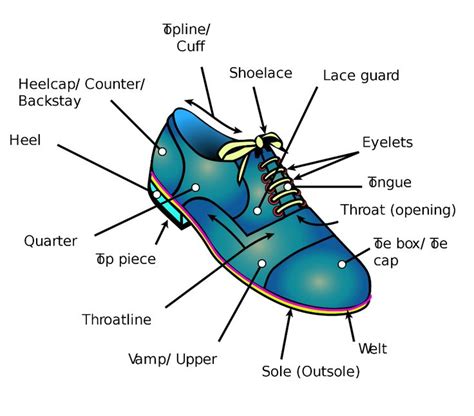 diagram of shoe 
