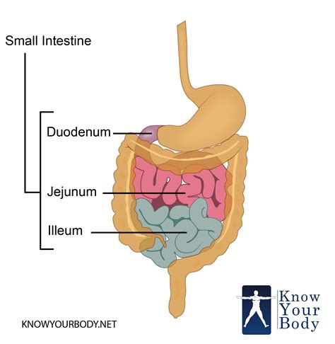 diagram of small intestine 