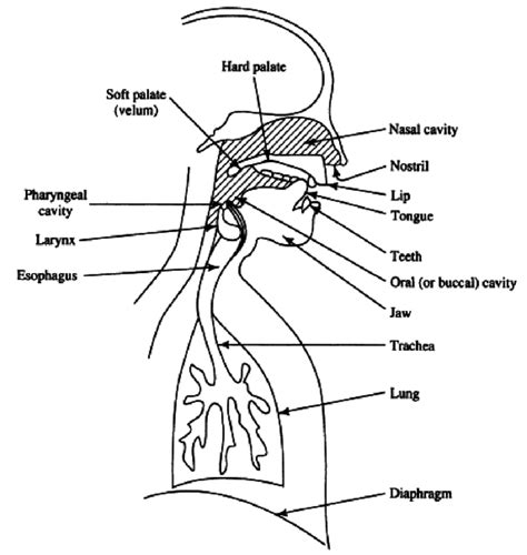 diagram of speech mechanism fluency 