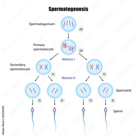 diagram of spermatogenesis 