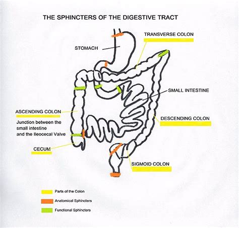 diagram of sphincter installation 