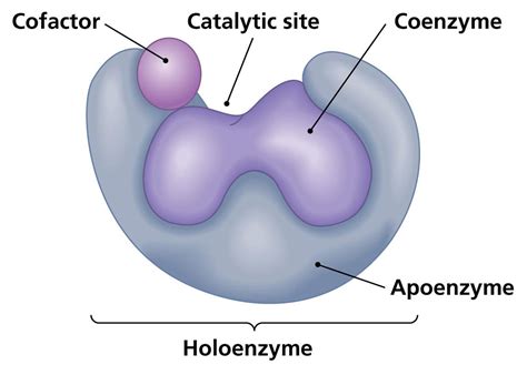 diagram of structure of enzyme 