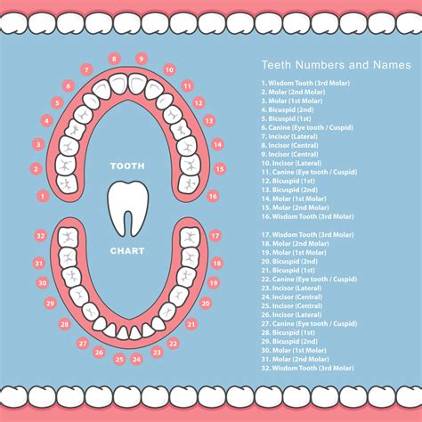 diagram of teeth by number 