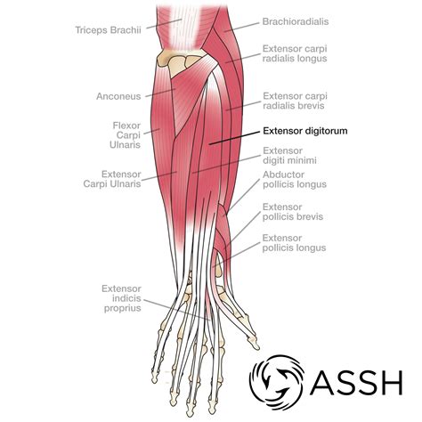 diagram of tendons in forearm 