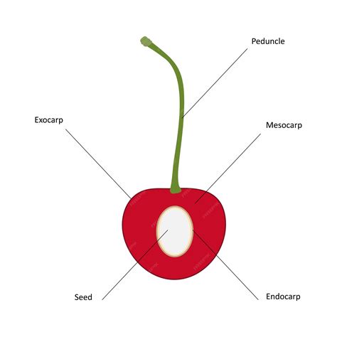 diagram of the cherry 