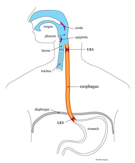 diagram of the human esophagus 