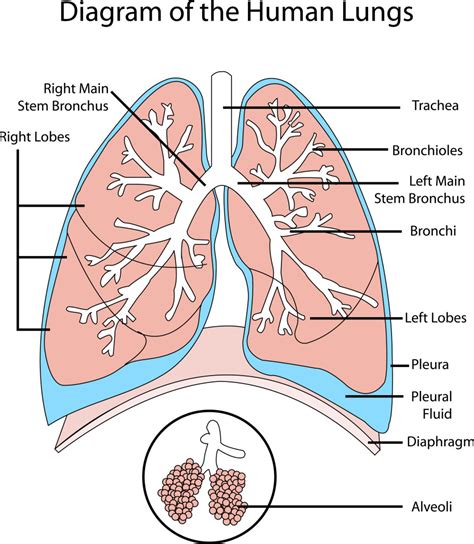 diagram of the lungs with ipf 