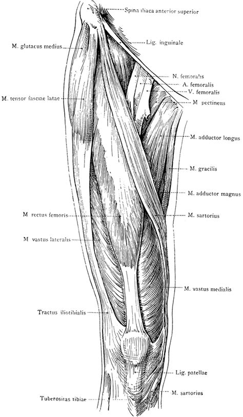 diagram of thigh 