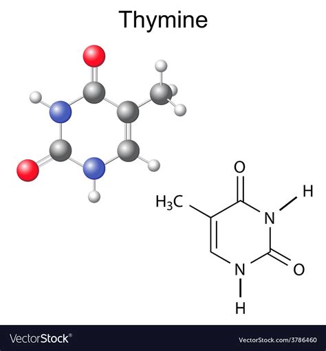 diagram of thymine 