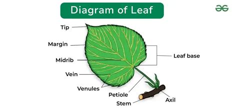 diagram of tree leaf 