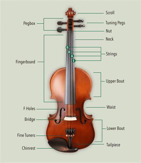 diagram of violin parts 