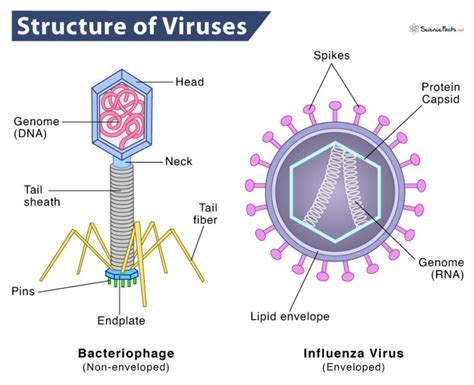 diagram of virus 