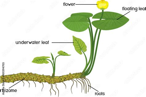 diagram of water lily 