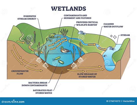 diagram of wetland 