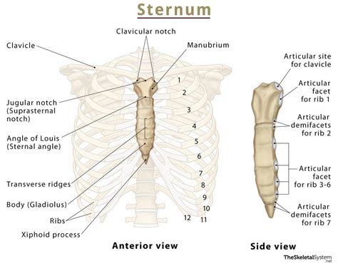diagram parts of sternum 