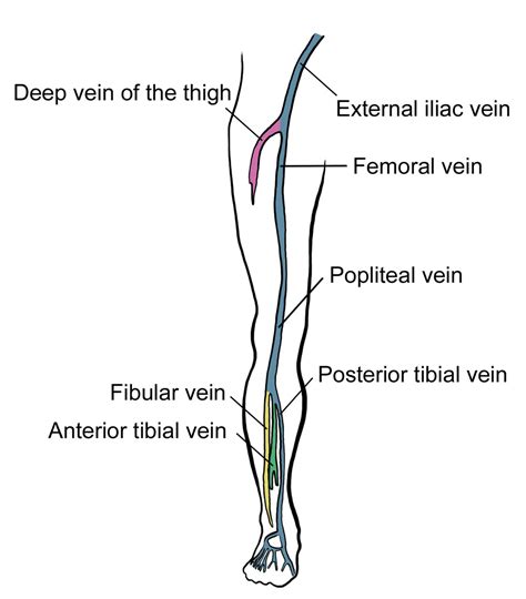 diagram rle dvt 