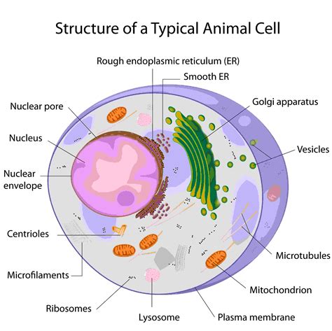 diagram structure of a cell 