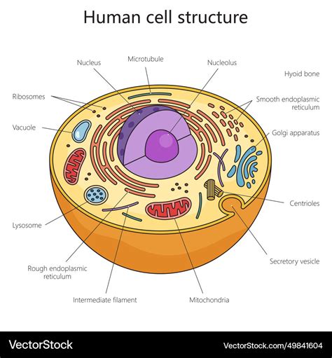 diagram structure of a cell 