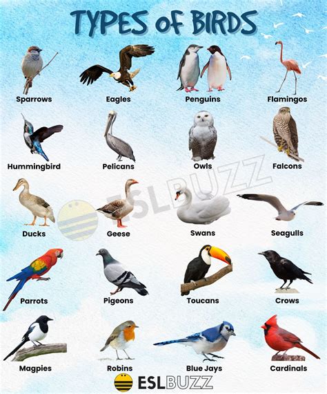 diagram types of birds 