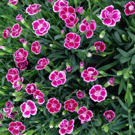 dianthus fire and ice