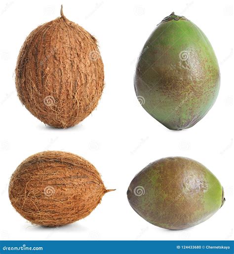 different colors of coconuts, 15 different types of coconuts (dwarf, white, and more!). Dwarf coconuts varieties plantsnap palms