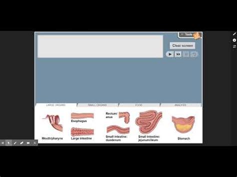 Digestive System Walkthrough