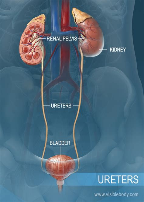 distal ureter diagram 