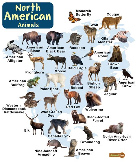 djur i nordamerika