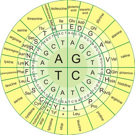 Dna Sequence Chart