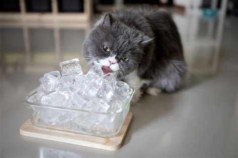do cats like ice water