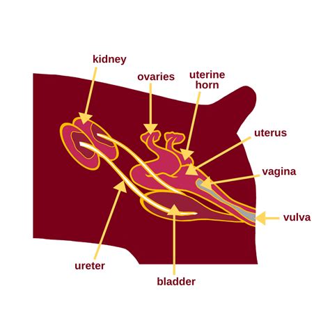 dog uterus diagram 