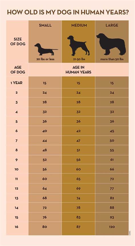 dog year diagram 