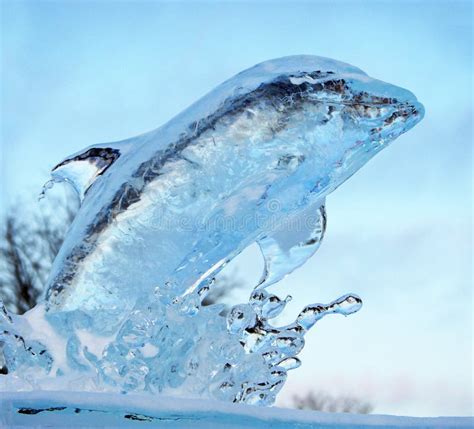 dolphin ice