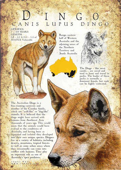 download Dingo