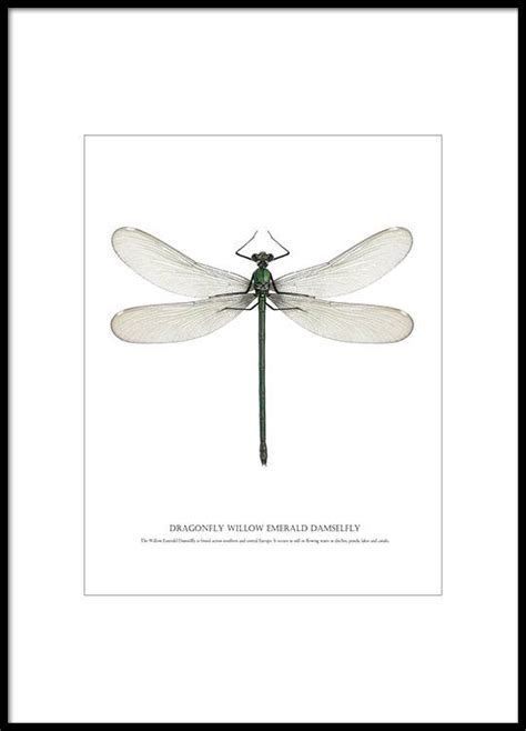 download Dragonfly