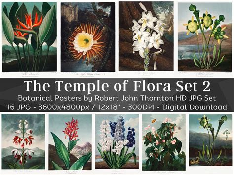 download Flora