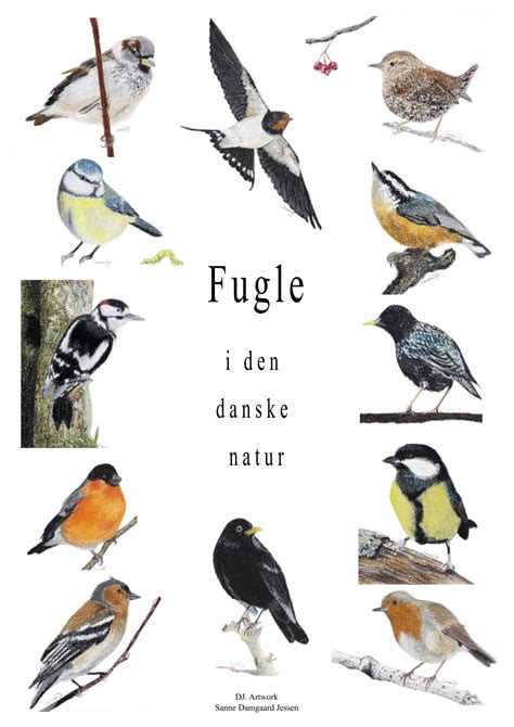 download Fuglene